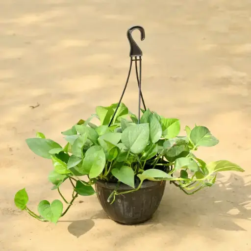 Money Plant (Variegated) With Hanging Pot