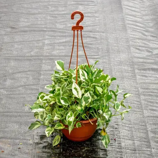 Money Plant N Joy With Hanging Pot