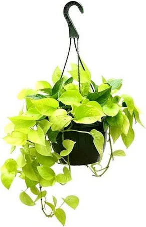 Money Plant Golden With Hanging Pot