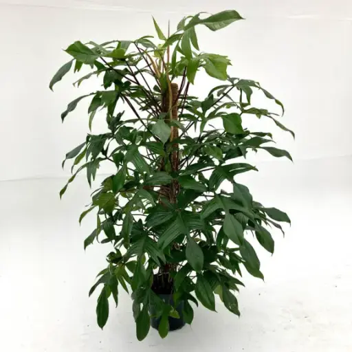 Philodendron Florida Ghost Plant