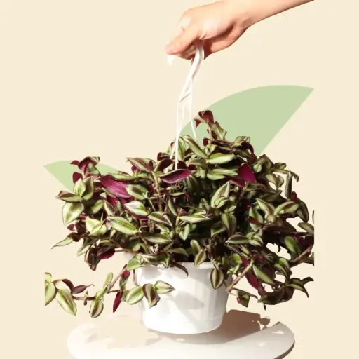 Wandering Jew With Hanging Pot