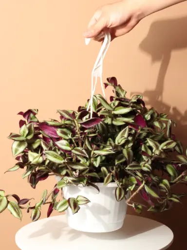Wandering Jew With Hanging Pot