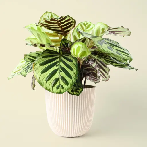 Calathea Makoyana | Calathea Peacock 