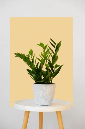 Zamioculcas Zamiifolia (ZZ) Green
