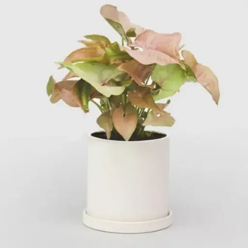 Syngonium Pink Plant