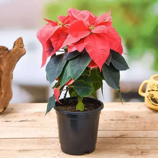 Poinsettia Red