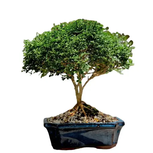 Dwarf Murraya Paniculata (Dwarf Kamini Bonsai)