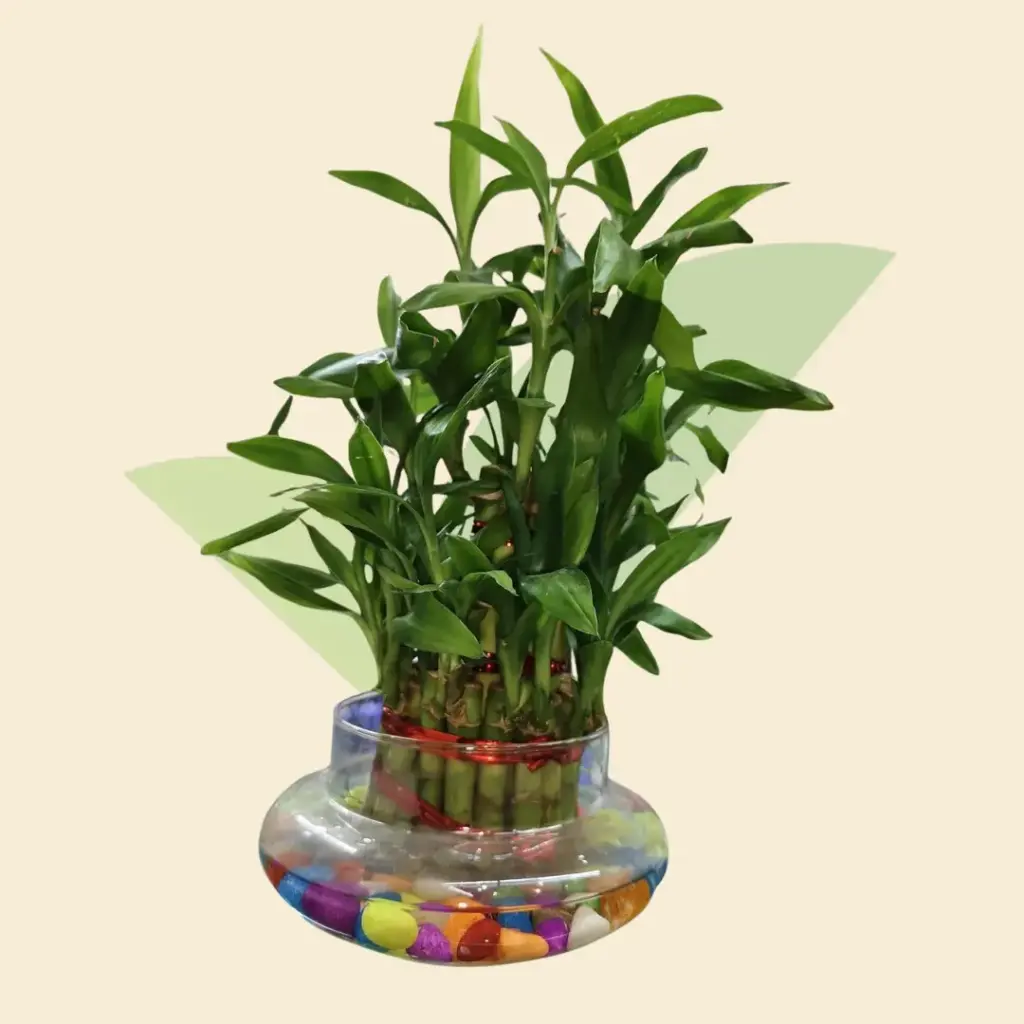 Lucky Bamboo Plant - 2 Layer
