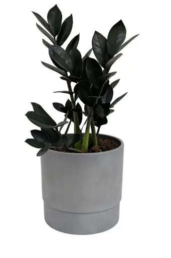 Zamioculcas Zamiifolia (ZZ) Black