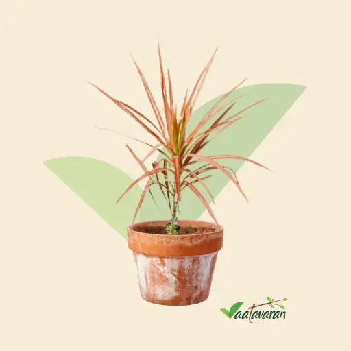 Dracaena Marginata - Colorama