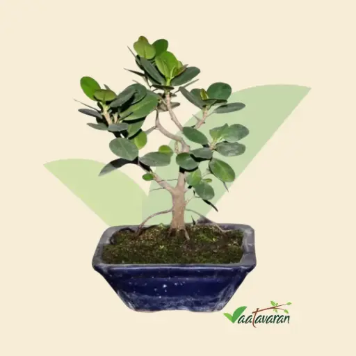  Chinese Banyan Plant | Ficus Microcarpa | China Bot Plant