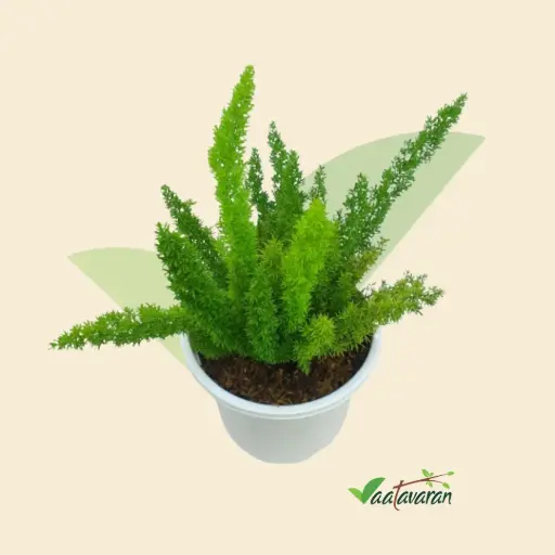 Foxtail Fern | Asparagus Meyeri