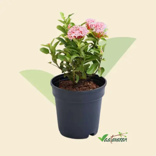 Dwarf Pink Ixora